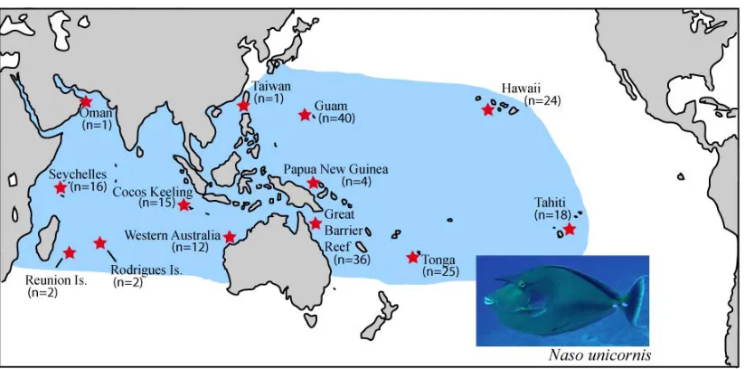 Figure 2.1: Sample collections of N. brevirostris at seven locations across the Indo-Pacific