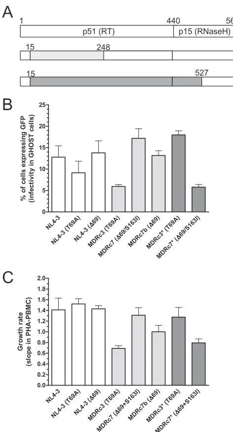 FIG. 3. Relative RC in the absence of drugs of RT-recombinantHIV-1. (A) Recombinant virus containing RT residues 15 to 248 (light