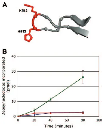 FIG. 1. Testing the ability of the KH512/513AA double mutant tocatalyze initiation of DNA replication