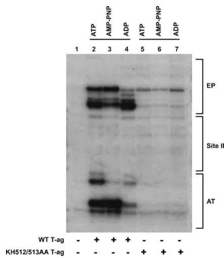 FIG. 3. Analysis of the relative abilities of T-ag and the KH512/513AA mutant to bind to duplex DNA substrates