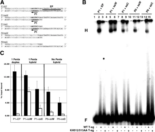 FIG. 5. EMSA experiments conducted with the pentanucleotide 1-based set of oligonucleotides, T-ag, and the KH512/513AA mutant.(A) Pentanucleotide 1-based set of oligonucleotides used for EMSA experiments