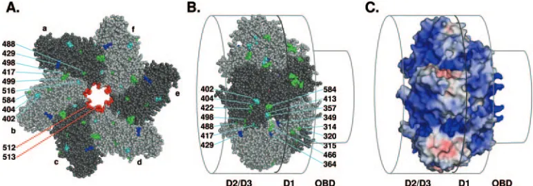 FIG. 6. Support for the hypothesis that there exists an external path for ssDNA over the helicase domain