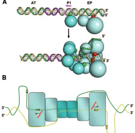 FIG. 7. Models for beta-hairpin-dependent unwinding of the coreorigin and subsequent helicase activity