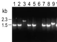 Figure 2.—Representative PCR analysis of DSB-inducedmutations. PCR was performed on samples of genomic DNAisolated from cell line 5 and 9 representative TFTproduct (lane 1)