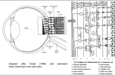 Fig. 1.1 Lateral view of the retina. Light entering the eye must travel through several layers of 