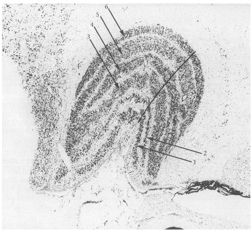 Fig. 1.9. Cross-section of the right LGN mapping the left visual hemi-field. Retinal inputs from each eye remain segregated to different layers