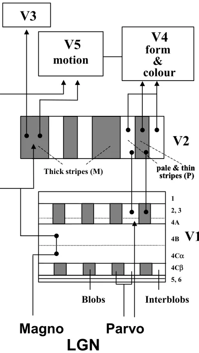 Fig. 1.12 Laminar organisation in V1 and projections to other cortical visual areas. Axons from 