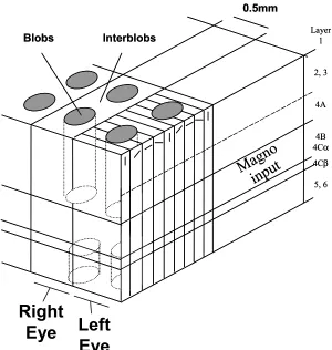 Fig. 1.14 Structural organisation of orientation and ocular dominance columns in V1. Cells inside the blobs do not have a preferred orientation but depend on stimulus colour