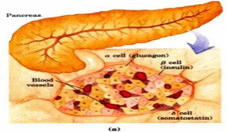 Figure No.1. Pancreas and islet of langerhans 