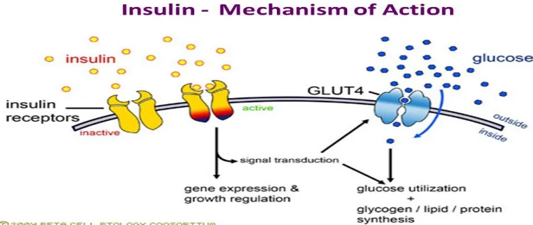Figure No.4. Mechanism of action of insulin 