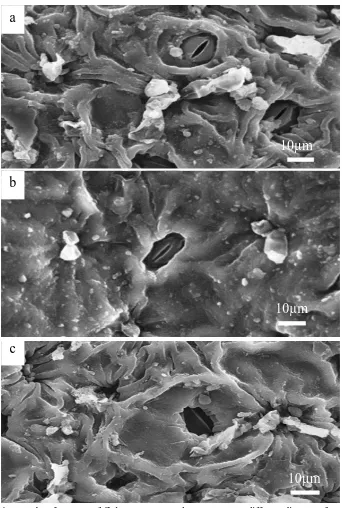 Figure 2. SEM micrographs of stomata of  Calotropis procera leaves grown at different distances from the 1981-power line: a) beneath the power line, b) 50m apart from the power line and c) 100m apart from the power line