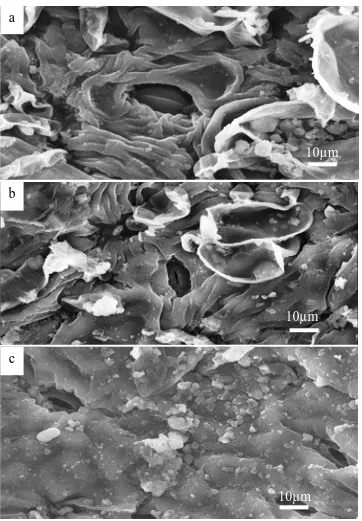 Figure 3. SEM micrographs of stomata of  Calotropis procera leaves grown at different distances from the 1991-power line: a) beneath the power line, b) 50m apart from the power line and c) 100m apart from the power line