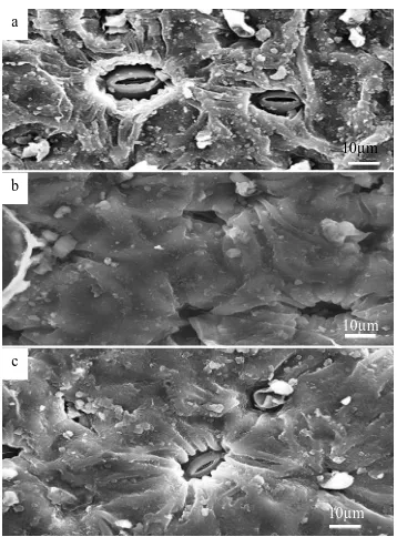 Figure 4. SEM micrographs of stomata of  Calotropis procera leaves grown at different distances from the 2008-power line: a) beneath the power line, b) 50m apart from the power line and c) 100m apart from the power line