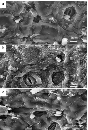 Figure 5. SEM micrographs of stomata of Calotropis procera leaves grown at different distances from the 2013-power line: a) beneath the power line, b) 50m apart from the power line and c) 100m apart from the power line