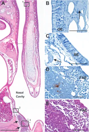 FIG. 2. Hamster nasal cavity with the different types of covering epithelia and the NALT in the lamina propria in the ﬂoor of the nasal cavity.(A) A low-power view of a hematoxylin-and-eosin-stained coronal section of half of the nasal cavity from a hamster shows the midline nasal septum,