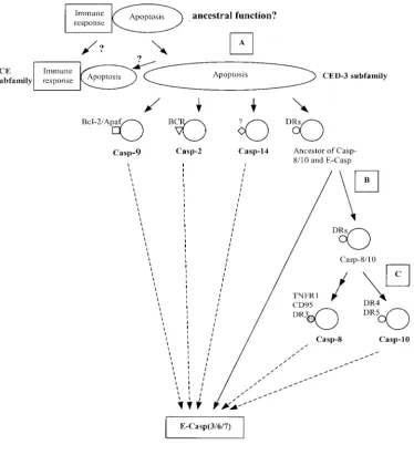 Figure 3.—A schematic ofevolution of caspase-mediatedpathways. Note that the ances-tral function of caspases (aswell as the origin of ICE-typecaspases) is uncertain
