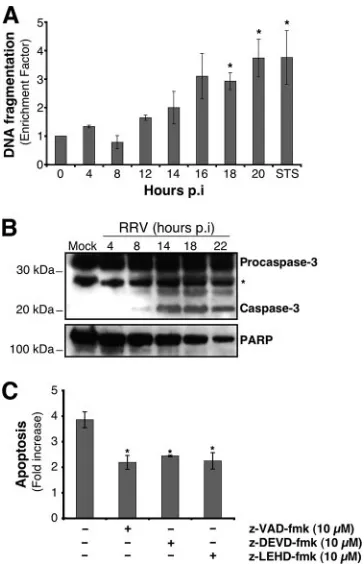 FIG. 1. RRV induces apoptosis in MA104 cells. (A) DNA frag-mentation in RRV-infected MA104 cells
