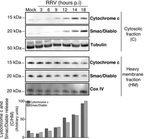FIG. 3. RRV induces caspase-8 activation and Bid processing inMA104 cells. (A) (Top) Time course of caspase-8 activation and Bid