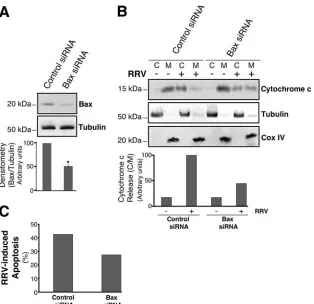 FIG. 6. Cytochrome release induced by RRV infection of MA104 cells is Bax dependent. (A) Knockdown of Bax expression in MA104 cells.comparing irrelevant-siRNA-transfected to Bax siRNA-transfected MA104 cells