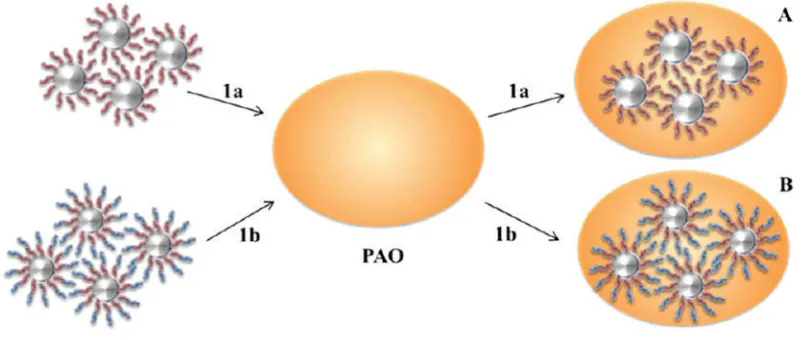 Figure 4. Schematic diagram of synthesis routes of (A) PAO-Nanoscale organic hybrids (NOHMs) (path 1a using 5:1 toluene/2-propanol as a solvent); and (B) PAO-XNIMs  (path 1b using toluene as a solvent) blending [45]