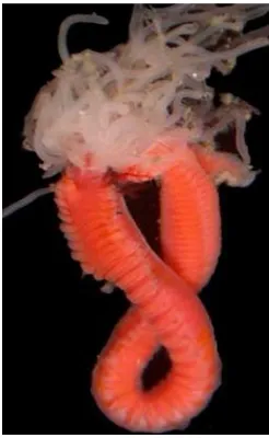 Figure 1.1. Image of Amphitrite ornata, from which DHP was discovered. 