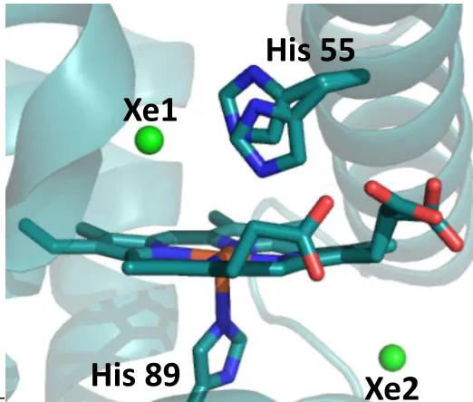 Figure 1.4. Xe crystallographic binding sites observed in DHP.  