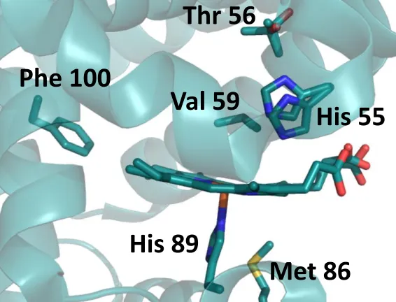 Figure 1.5.  Sites of single amino acid mutations of DHP A, utilized previously for mechanistic and reactivity investigations