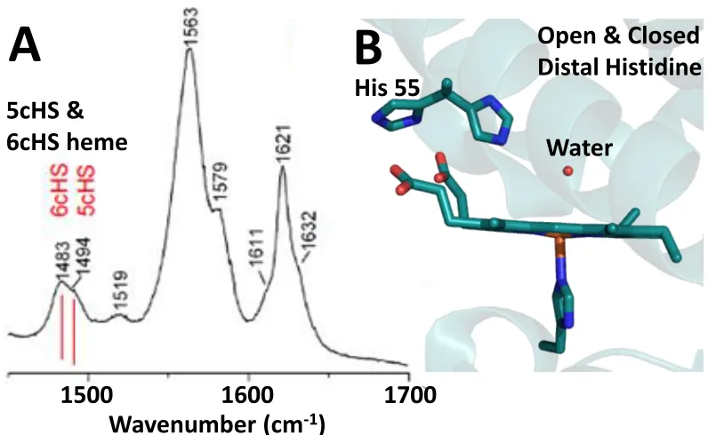 Figure 1.6.  A) Room temperature resonance Raman spectrum of WT DHP A. Core markers for 6cHS and 5cHS hemes are annotated for .37 B) Room temperature crystal structure (1EW6) emphasizing i) the water that occupies the Fe 6th coordination site, and ii) distal histidine His55 in an equilibrium between the open (solvent exposed) and closed (internal) conformations.4  