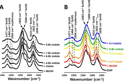 Figure 1.9. Resonance Raman spectra of DHP B in solution with A) bromine-substituted indoles at different positions and B) 5-haloindoles of different halogens