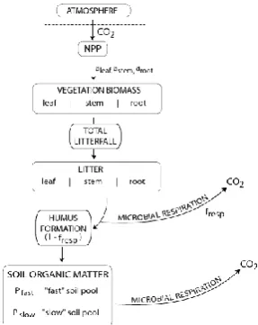 Figure 1 - The carbon cycle (Raven et al. 2004) 