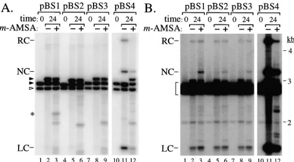 Figure 2.—Topo site stimulates plasmid re-combination in the presence of m-AMSA. Plasmid