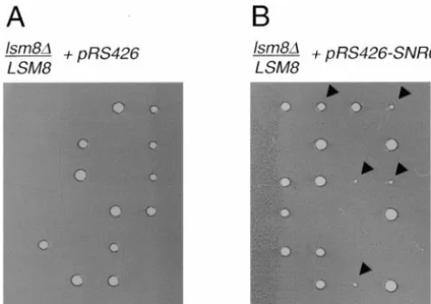 Figure 4.—U6 snRNA genes. Either the high-copy vector pRS426 (A) orSNR6LSM8tetrads were dissected and incubated at 30cate segregants carrying theLSM8 is dispensable in cells containing multiple cloned into pRS426 (B) was introduced into lsm8::HIS3/ diploid