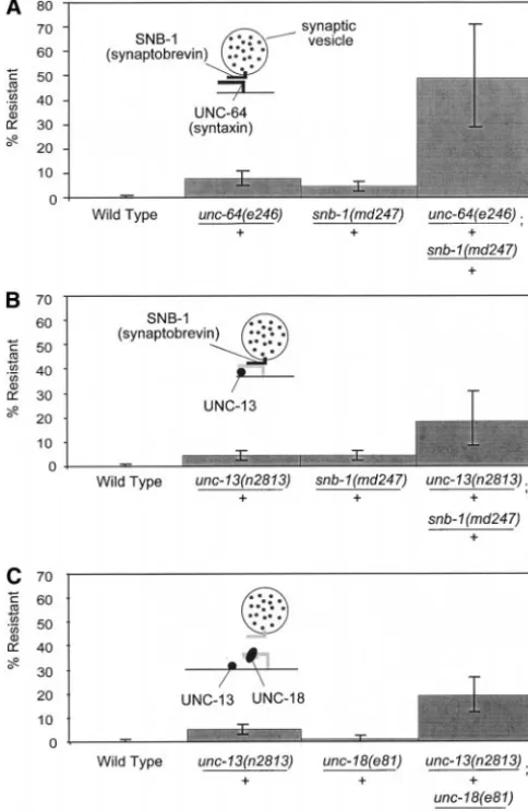 Figure 4.—Nonallelic noncomplementation occurs be-tween genes that encode components of the same complex.(A) Syntaxin and synaptobrevin mutations exhibit nonalle-lic noncomplementation.(md247)nnonallelic noncomplementation.(md247)exhibit nonallelic noncomp