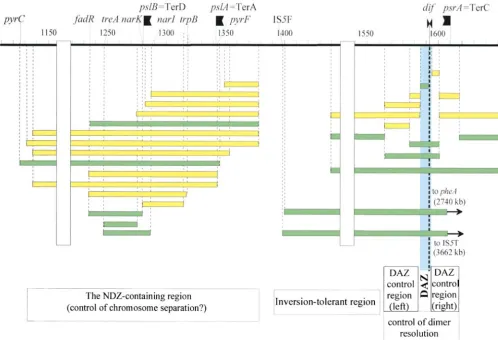 Figure 2 for T and R segments (between positions 5.—Distribution of tolerated and deleterious inversions in the terminus region