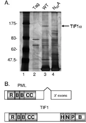 FIG. 1. Ad5 E4 ORF3 protein binds TIF1�ORF3 protein was immobilized on chitin beads and used to isolatecellular binding proteins from uninfected HeLa cell lysates