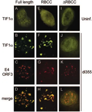 FIG. 6. The N-terminal RBCC domain of TIF1�reorganization by E4 ORF3. A549 cells were transfected with vectorsfor the expression of EYFP-TIF1EYFP fused to full-length TIF1RBCC domain (E to H), and EYFP fused to TIF1EYFP-TIF1I) and in cells infected with mu