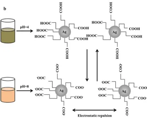 Figure 1-16: The mechanism for the dispersion and aggregation of the Ag nanoparticles-based ink