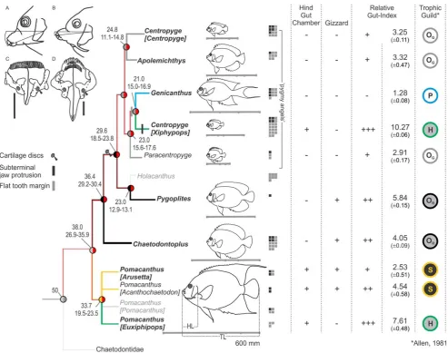 Figure 2. Complex evolution of angelfish ecological diversity. Tracings of video images showing different jaw protrusion patterns in (A)and presence/absence of hindgut chambers and gizzards is shown