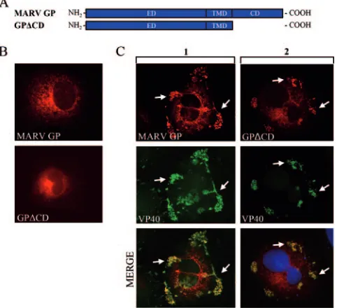 FIG. 1. The cytoplasmic domain of MARV GP does not inﬂu-ence its accumulation in MVBs