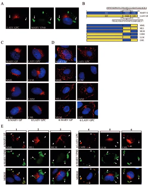 FIG. 2. The transmembrane domain of MARV GP mediates accumulation of GP in MVBs upon coexpression with MARV VP40