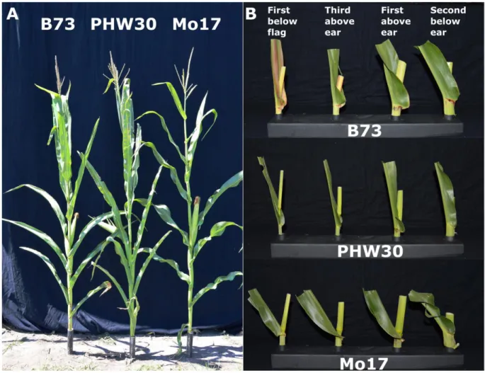 Fig. 1. Distinct leaf angle architecture for inbred lines B73, Mo17, and PHW30 across different canopy levels