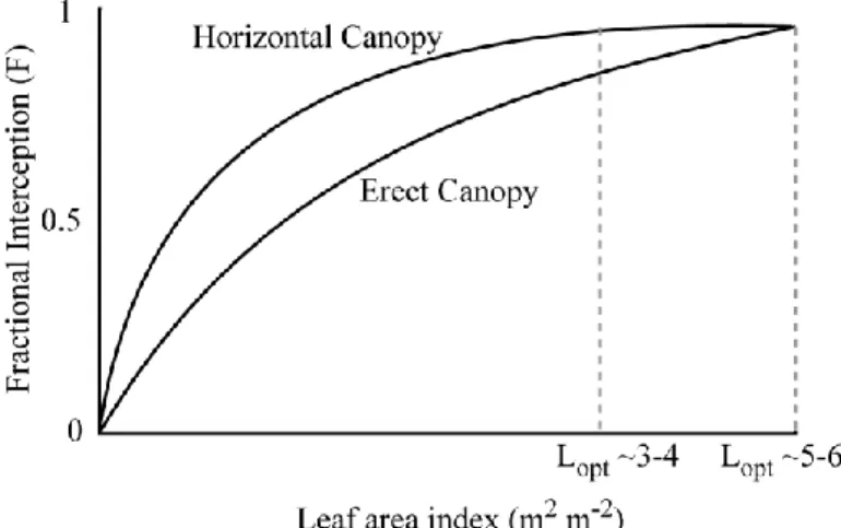 Figure  1.6:  Fractional  interception  for  horizontal  versus  erect  canopies  and  their optimal LAI (L opt : the value where fractional interception is equal to 1)