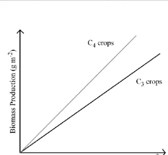 Figure  1.9:  The determinants of  canopy productivity.  (A)  Biomass  production  depends  upon  incident  radiation,  canopy  interception  and  the  efficiency  with  which  it  can  be  used