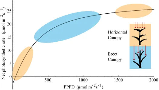 Figure  1.10:  The  effect  of  leaf  angle  and  canopy  structure  on  photosynthesis  with  relation to the light response curve