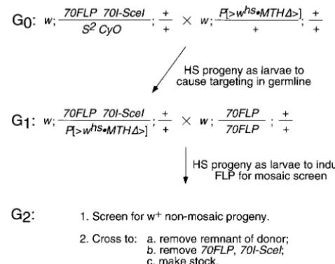 Figure 5.—A rapid targeting scheme. In this example adonor element on chromosomefor that insertion (as indicated here) then only half of theprogeny will carry the donor element