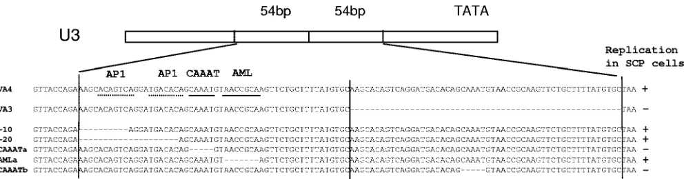 TABLE 1. Oligonucleotide primers used for construction ofLTR mutants