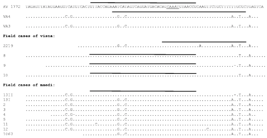 FIG. 4. Sequences of the regions in the LTRs comprising the duplications in the molecular clones KV1772, VA3, and VA4 and in ﬁeld casesof visna and maedi