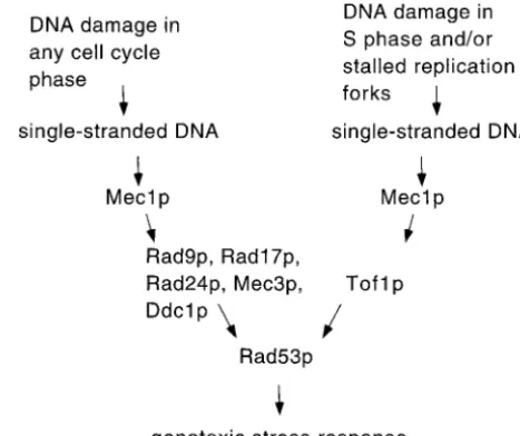 Figure 5.—Model in which Mec1p functions as a single-stranded DNA-dependent protein kinase at the top of bothsensory pathways.