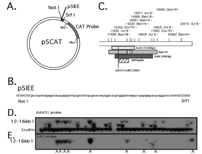 FIG. 1. The p5IEE functions as a target for Rep-mediated site-speciﬁc integration. (A) Diagrammatic representation of the p5CATplasmid used as a target substrate for replication and integration assays