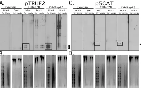 FIG. 2. Replication of p5CAT in HeLa cells. Replication assay of the ITR-containing plasmid pTRUF or p5CAT, cotransfected with a controlplasmid pCMVGFP, pT7Rep, or CMVRep, in the presence of wt Ad2 or mock (medium) helper virus infection